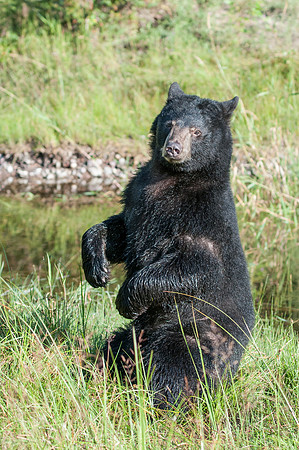 Black Bear