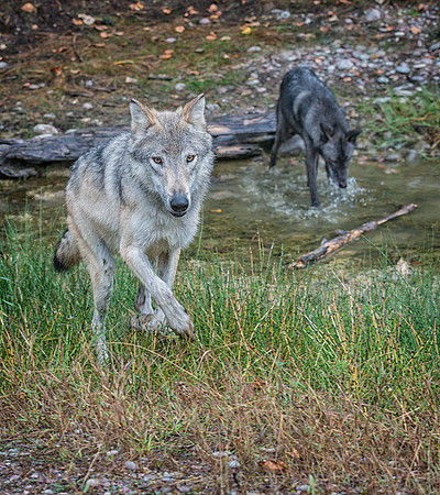 Wolf, CA