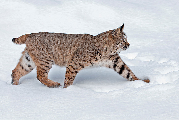 Bobcat, CA