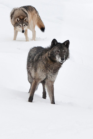 Wolf, CA