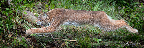 Lynx, CA