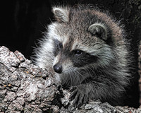 Racoon